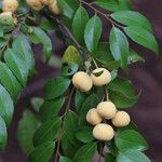 Drypetes gerrardii Fruit