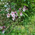 Weigela florida (Bunge) A.DC.Flower