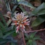 Aloe maculata Çiçek