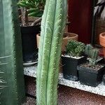 Trichocereus macrogonus Habit