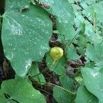 Jeffersonia diphylla Blüte