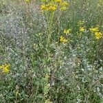 Senecio sylvaticus Habit