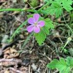 Geranium purpureumFlower