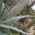 Aloe divaricata Hábito