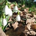 Galanthus nivalis Habitus