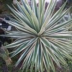 Agave vivipara Leaf