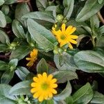 Sanvitalia procumbens Fula