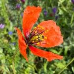Papaver pinnatifidum Flor