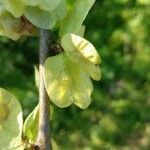 Ulmus minor Fruit