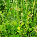 Geum rivale Habit