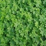 Geranium aculeolatum Leaf