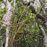 Dendrobium crassicaule Hábito