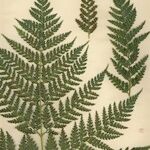 Culcita macrocarpa その他の提案