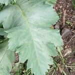 Papaver somniferum Leaf