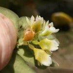 Calyptrochilum christyanum Flower