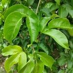 Passiflora edulis Liść