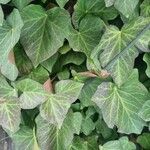 Hedera canariensis Leaf