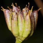 Caltha leptosepala Lorea