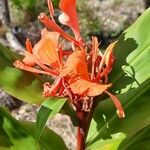 Hedychium greenii Flower