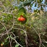 Lonicera implexa Fruit