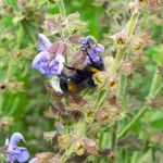 Salvia candelabrum Flor
