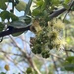 Pithecellobium dulce Fruit