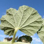 Malvella leprosa Leaf