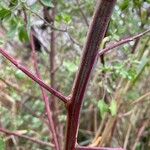 Chenopodium oahuense പുറംതൊലി