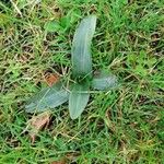 Anacamptis fragrans Folio