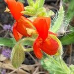 Mimulus cardinalis Flor