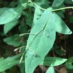 Prenanthes purpurea Leaf