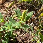 Oxybasis glauca ফুল