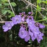 Jacaranda obtusifolia Λουλούδι