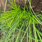 Actiniopteris semiflabellata Leaf