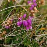 Erica cinerea Floare