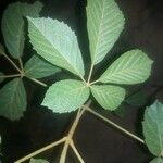 Handroanthus ochraceus Leaf