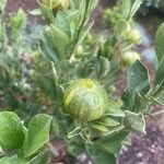 Calamondin variegadoफल