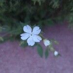 Silene noctiflora Flor
