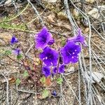 Phacelia parryi Kvet