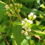 Ageratina riparia Кветка