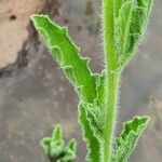 Nidorella aegyptiaca Leaf