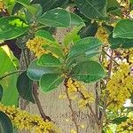 Pera glabrata List