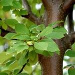 Prunus padus Leaf