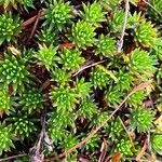 Saxifraga juniperifolia Leaf