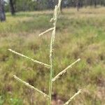 Urochloa trichopus Flower