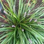 Liriope spicata Leaf