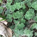 Geranium renardii Leaf