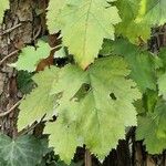 Crataegus coccinea Leaf