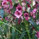 Angelonia angustifolia Цветок