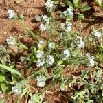 Cryptantha clevelandii Flower